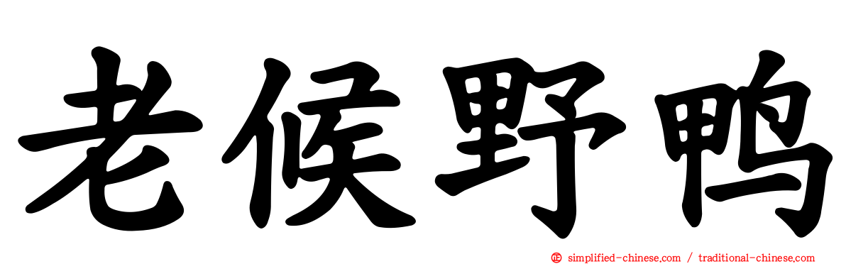 老候野鸭