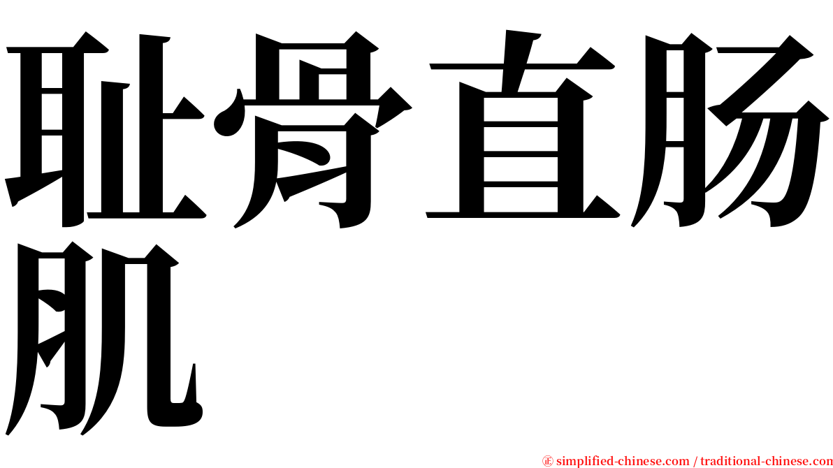 耻骨直肠肌 serif font