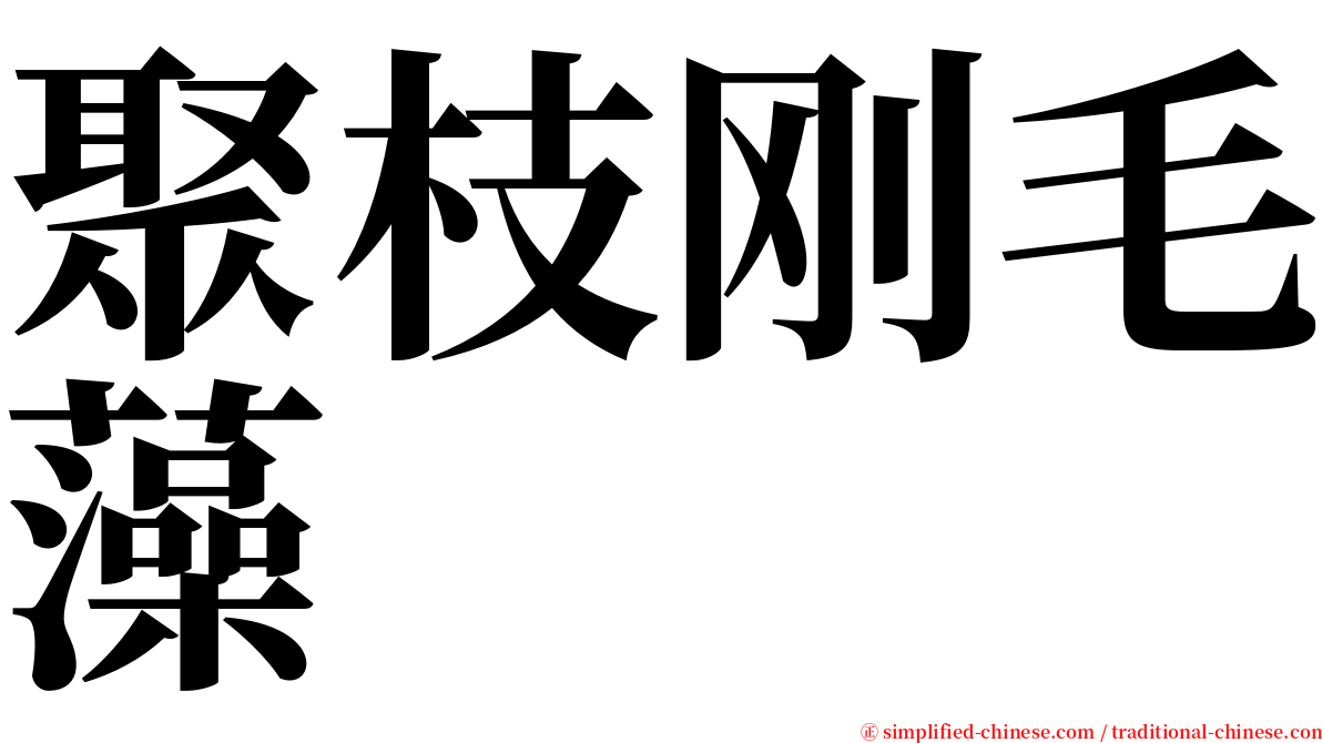 聚枝刚毛藻 serif font