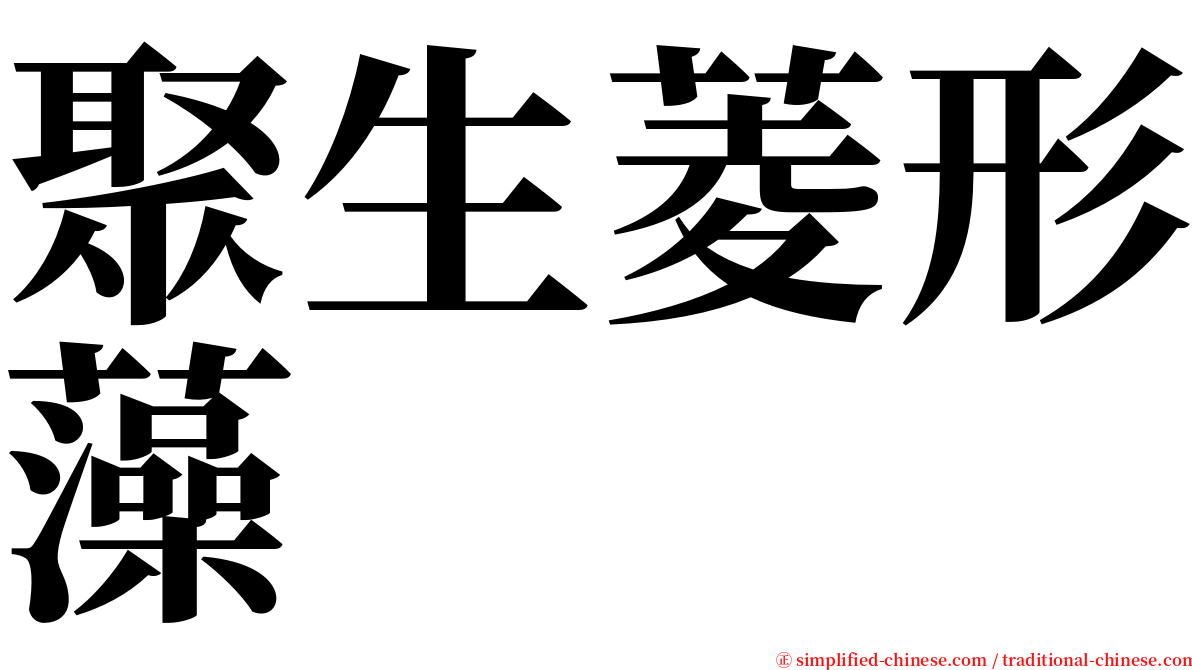 聚生菱形藻 serif font