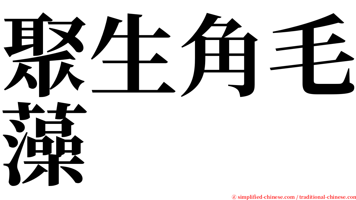 聚生角毛藻 serif font