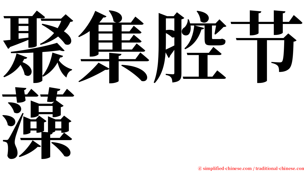 聚集腔节藻 serif font