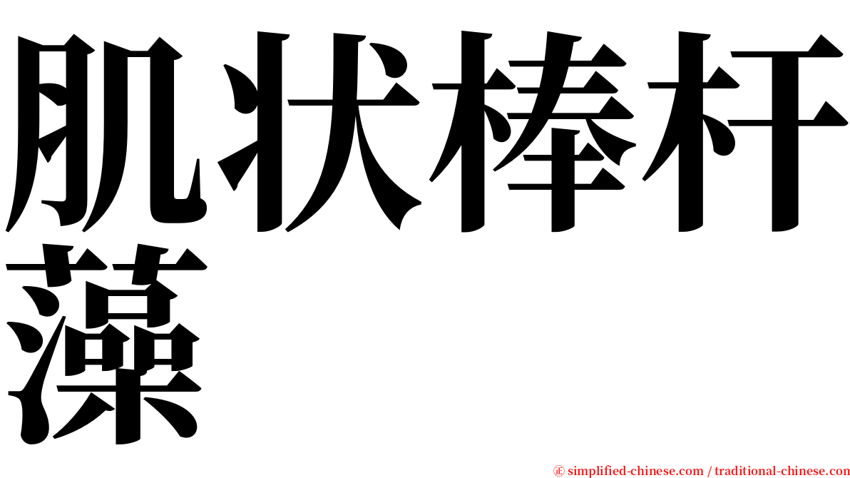 肌状棒杆藻 serif font