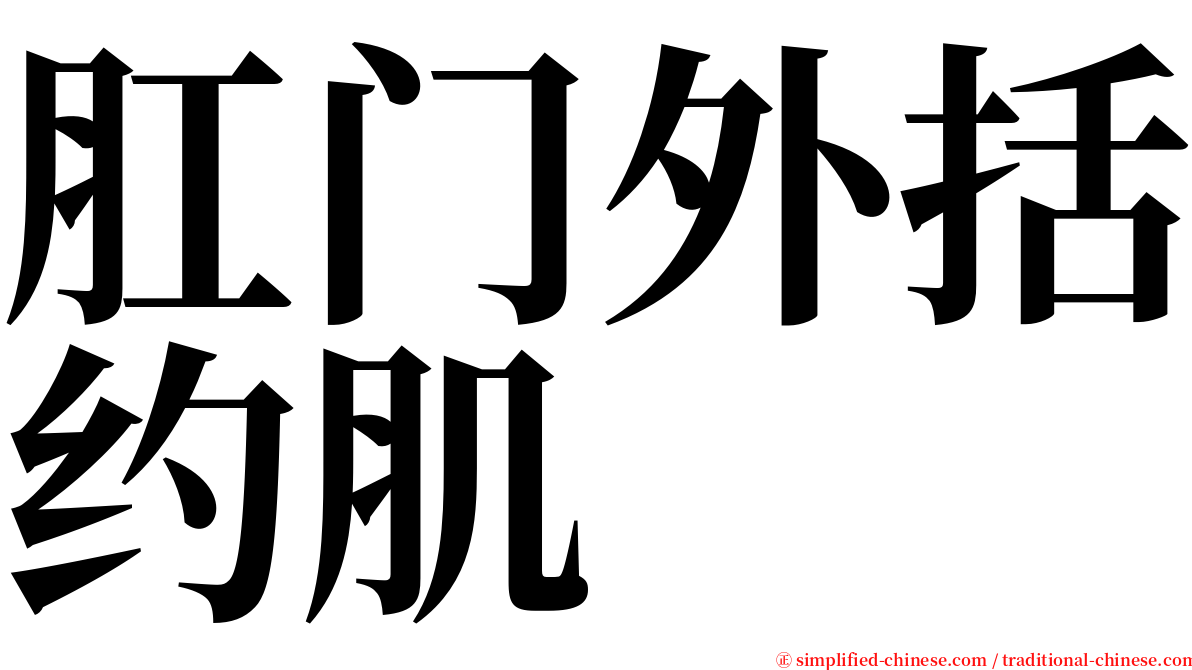 肛门外括约肌 serif font