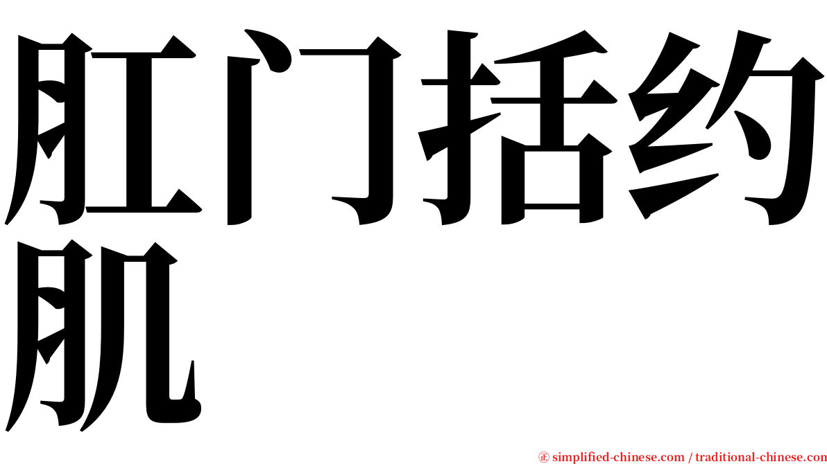 肛门括约肌 serif font