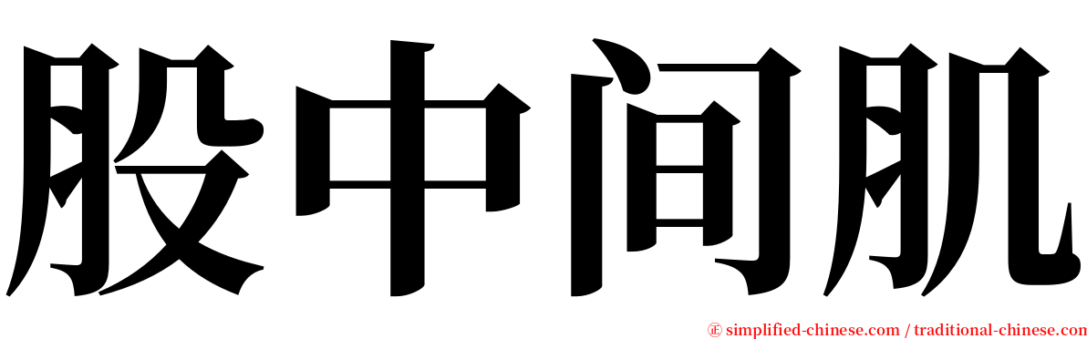 股中间肌 serif font