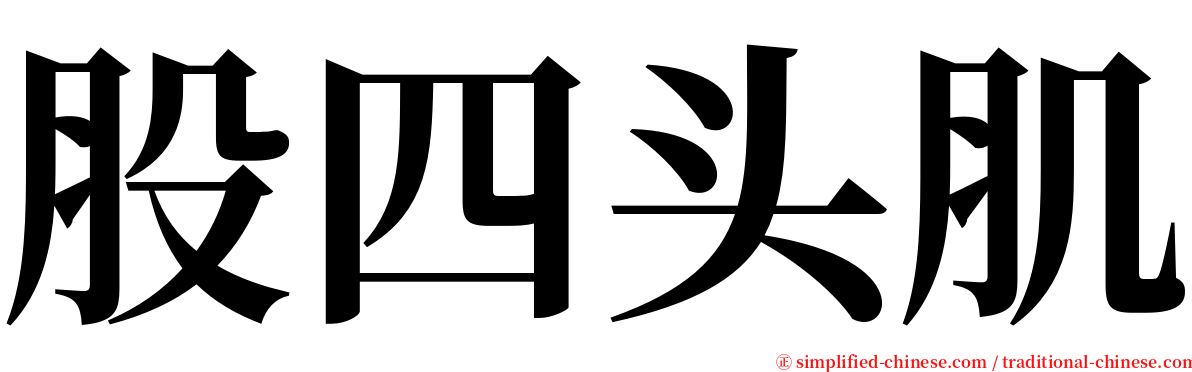 股四头肌 serif font