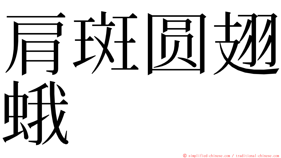 肩斑圆翅蛾 ming font