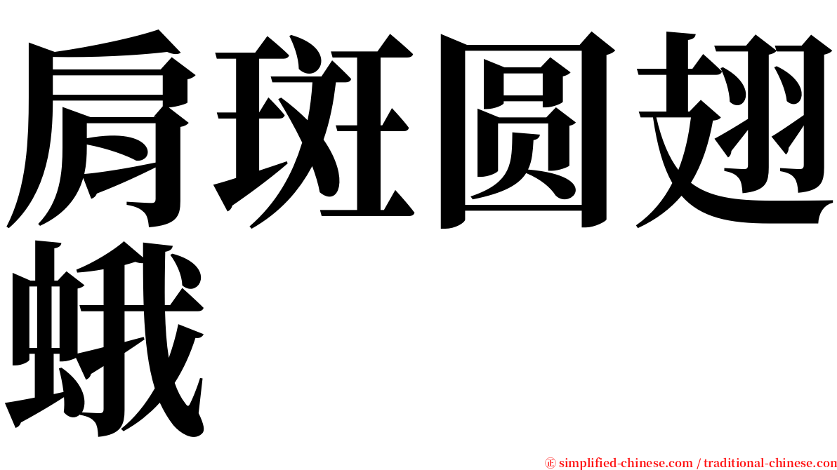 肩斑圆翅蛾 serif font