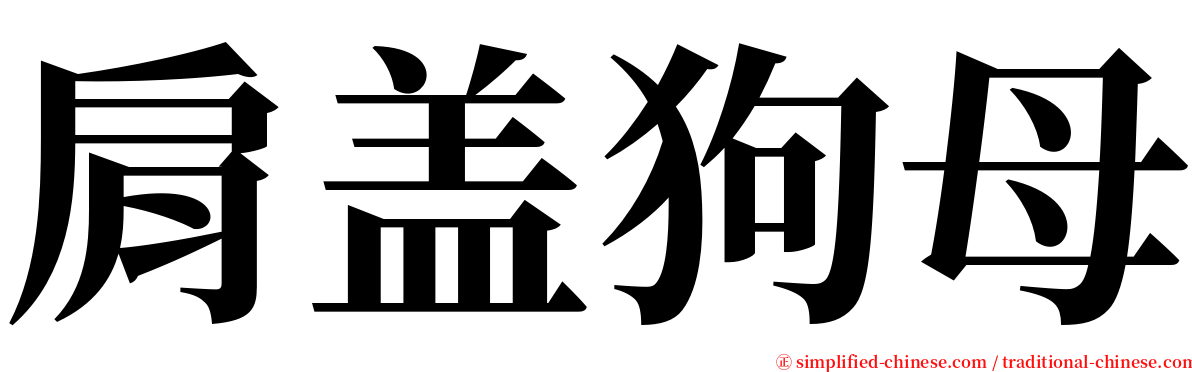 肩盖狗母 serif font