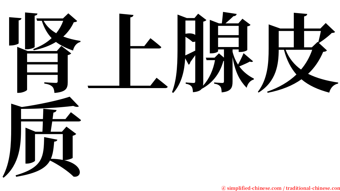 肾上腺皮质 serif font