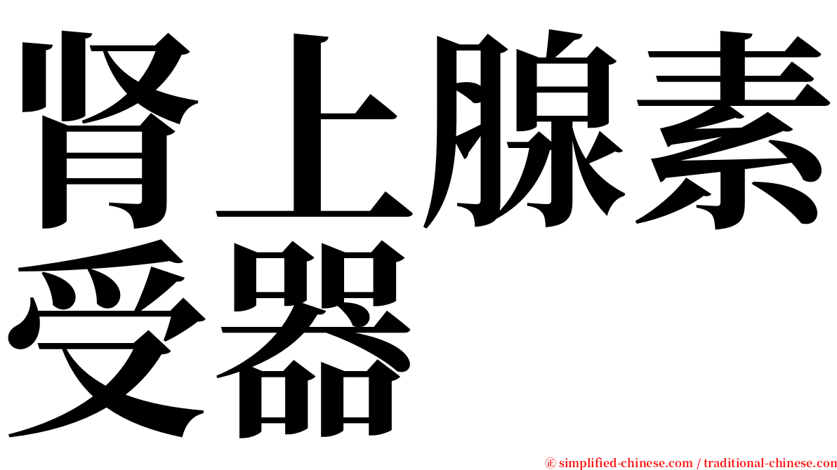 肾上腺素受器 serif font