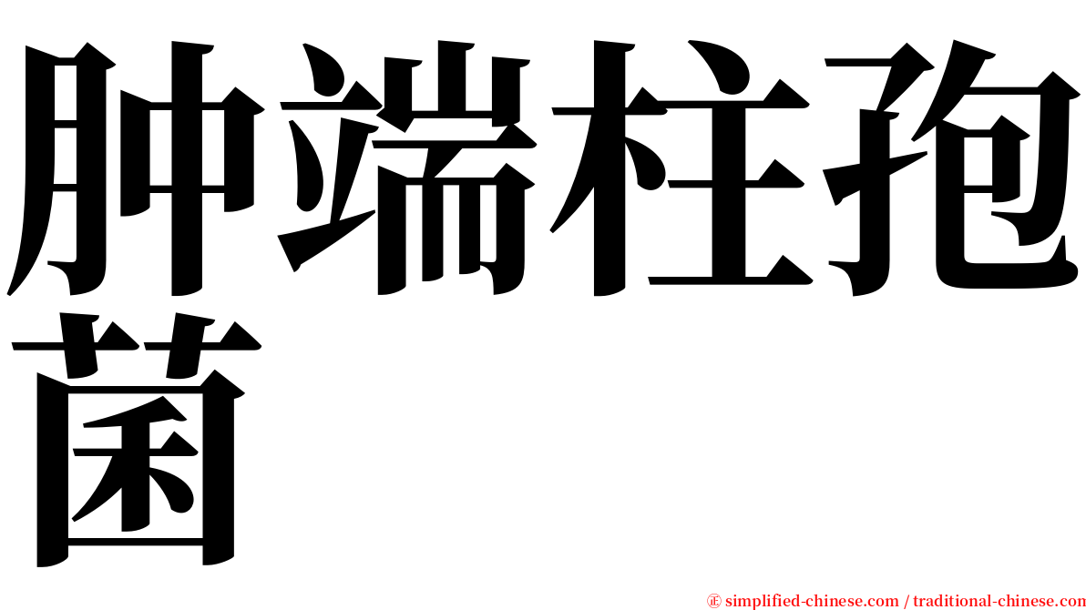 肿端柱孢菌 serif font