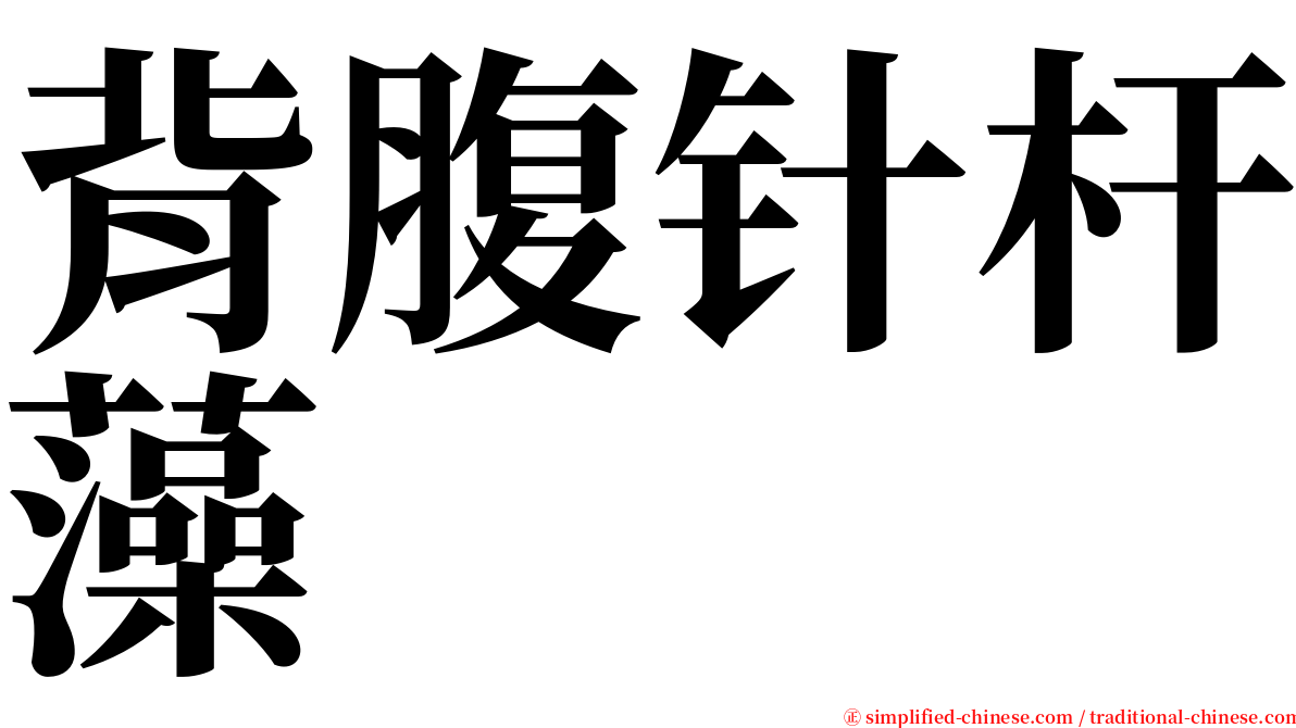 背腹针杆藻 serif font