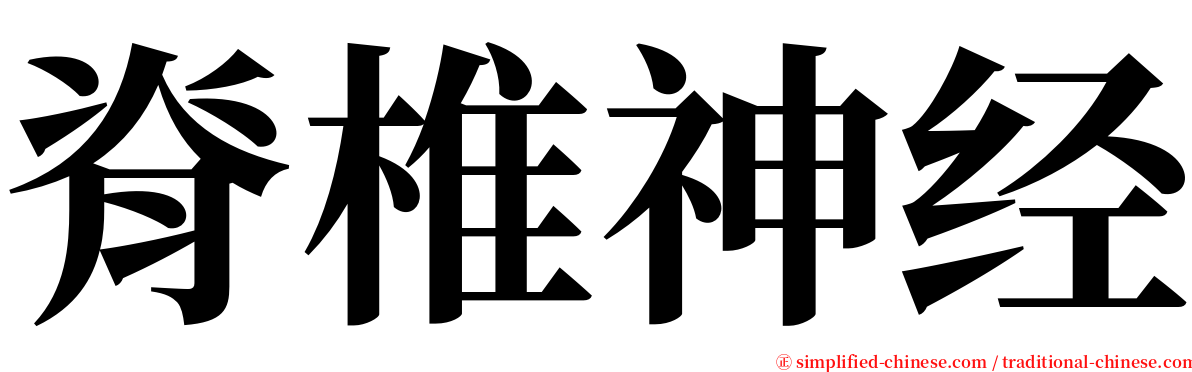 脊椎神经 serif font