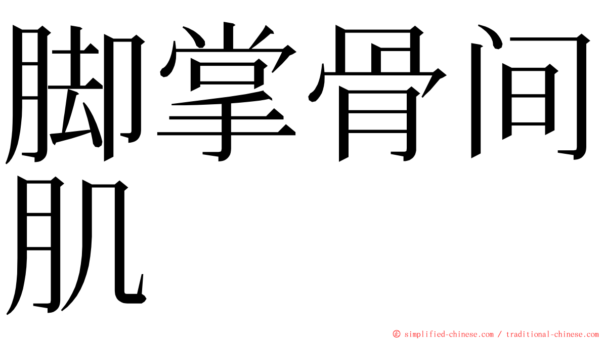 脚掌骨间肌 ming font