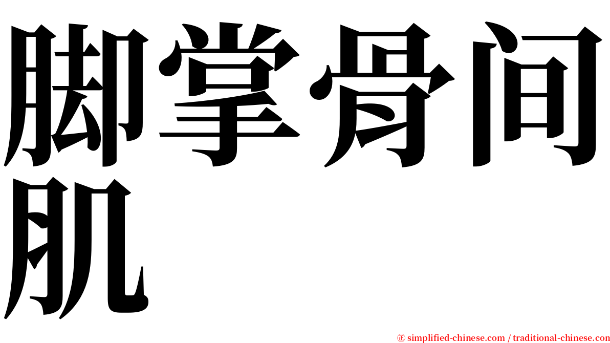 脚掌骨间肌 serif font