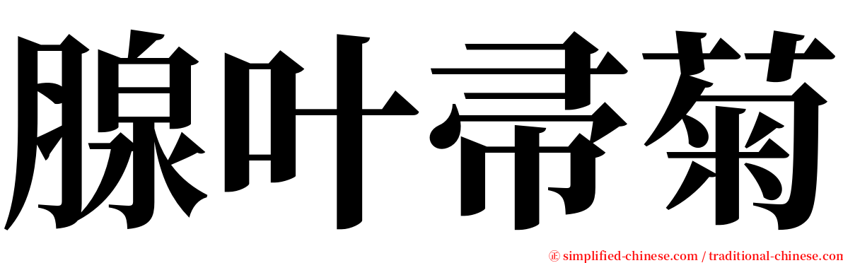 腺叶帚菊 serif font