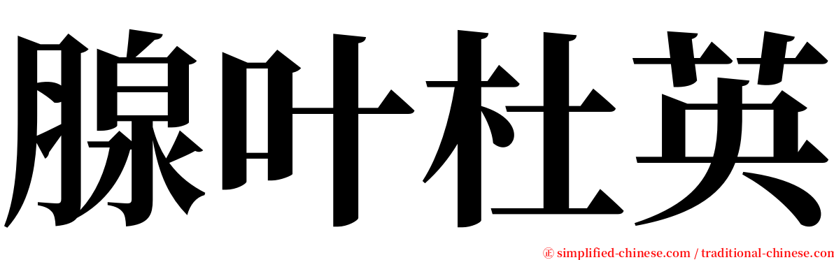 腺叶杜英 serif font