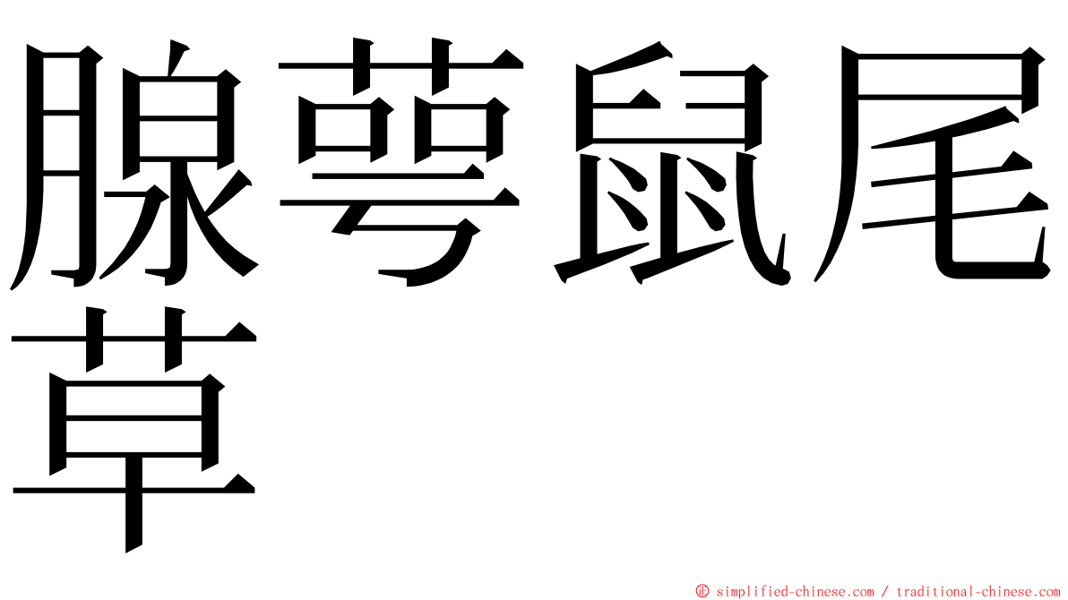 腺萼鼠尾草 ming font