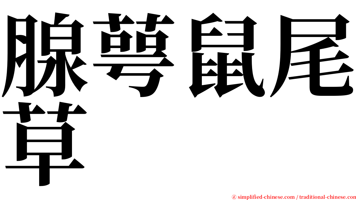 腺萼鼠尾草 serif font