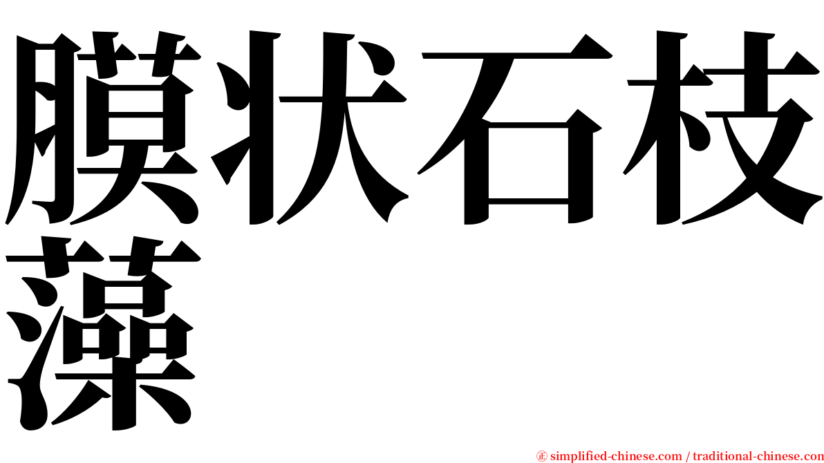 膜状石枝藻 serif font