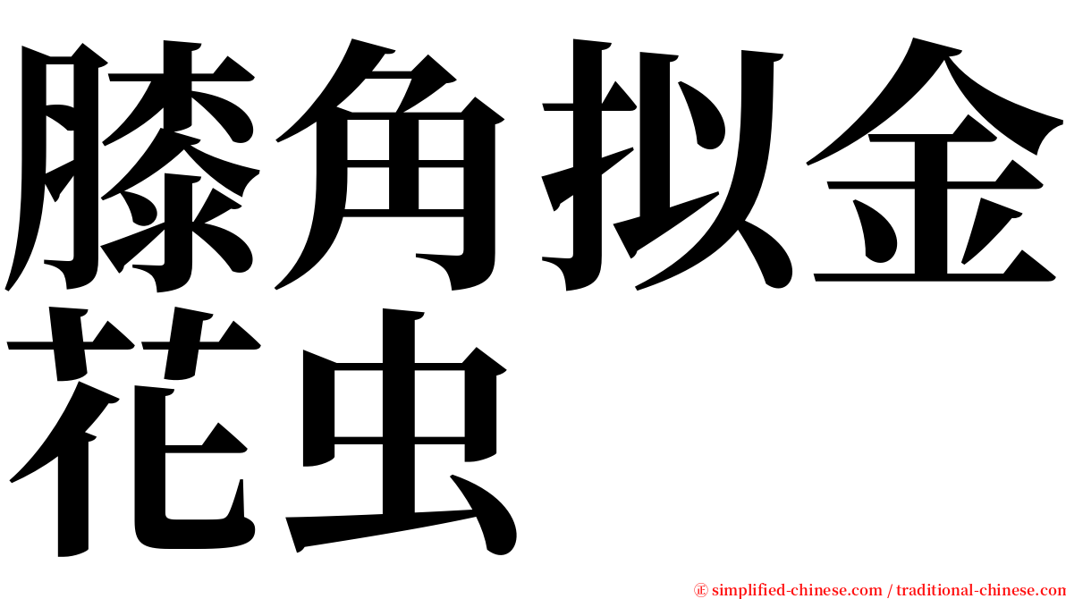 膝角拟金花虫 serif font