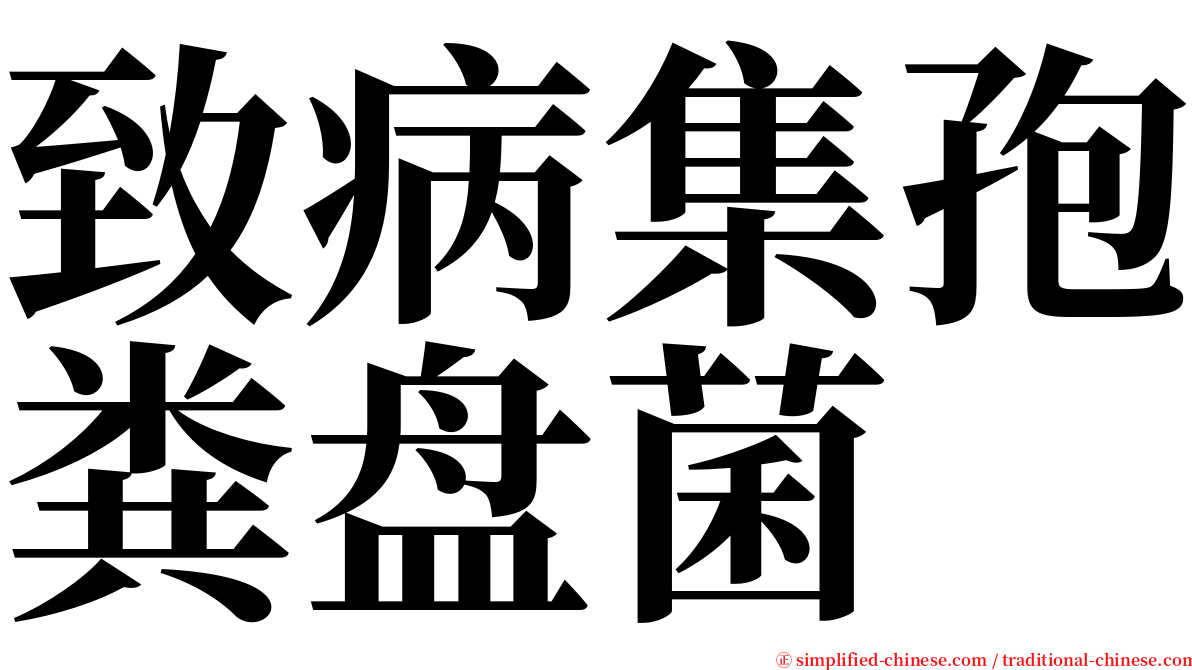 致病集孢粪盘菌 serif font