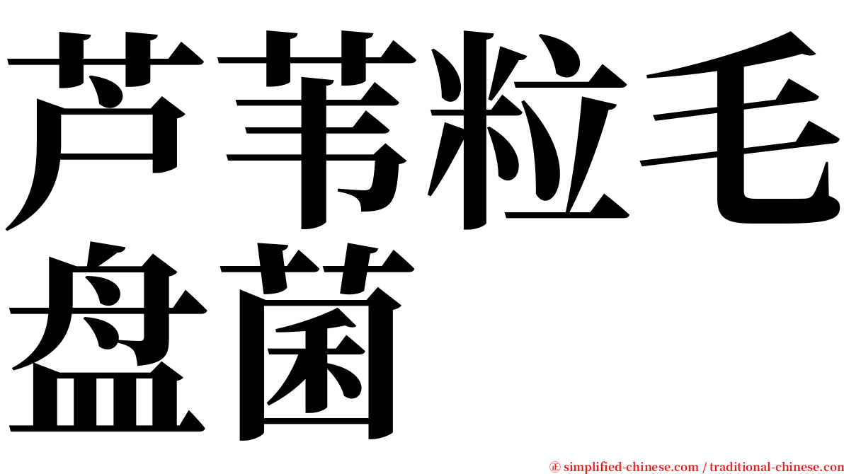 芦苇粒毛盘菌 serif font