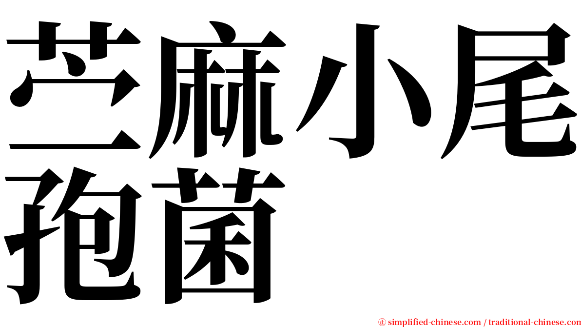 苎麻小尾孢菌 serif font