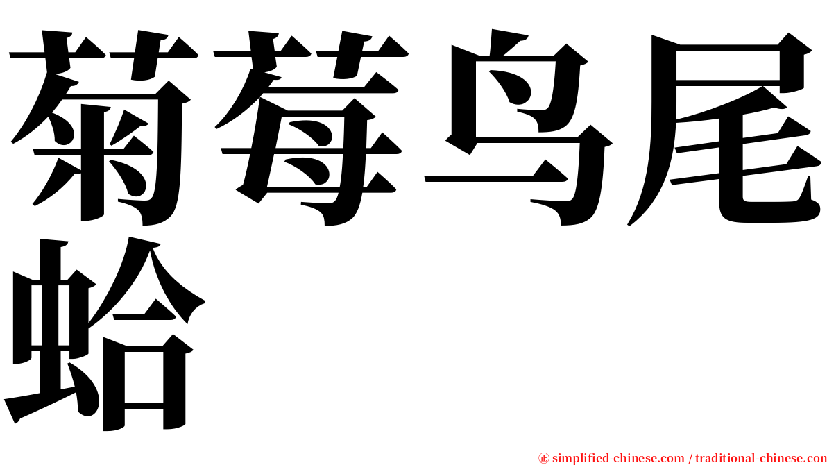 菊莓鸟尾蛤 serif font