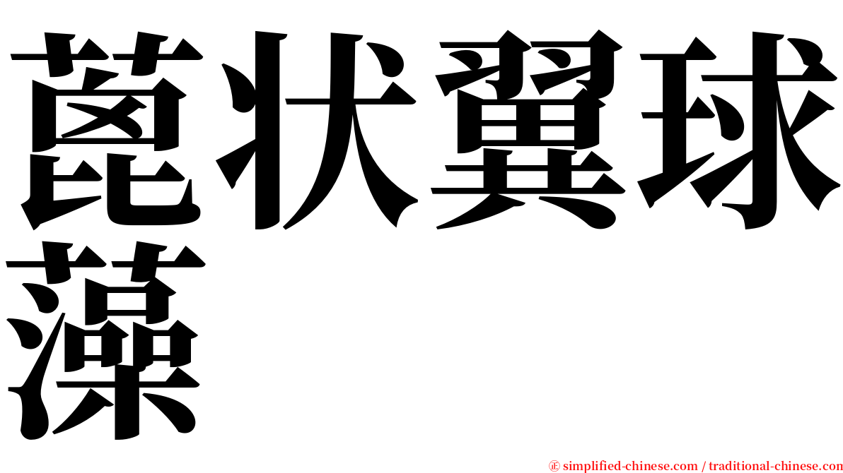 蓖状翼球藻 serif font