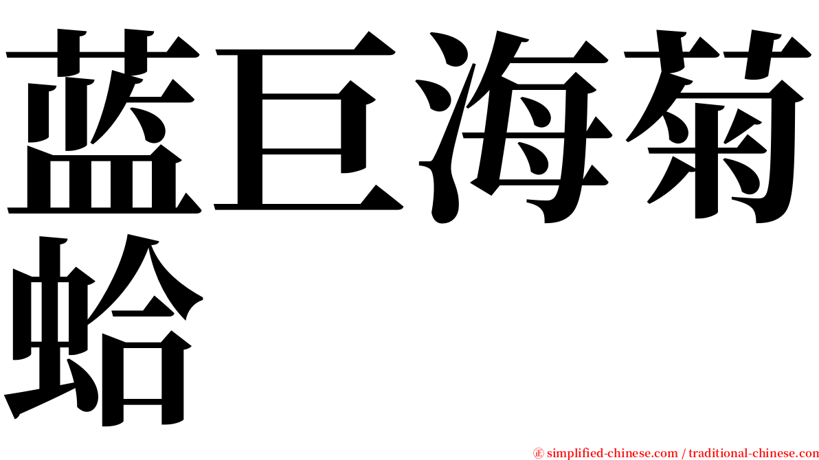 蓝巨海菊蛤 serif font