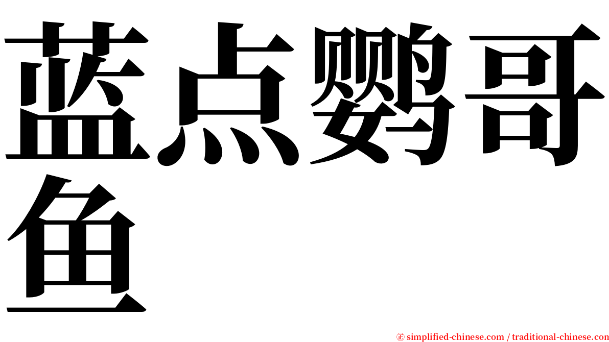 蓝点鹦哥鱼 serif font