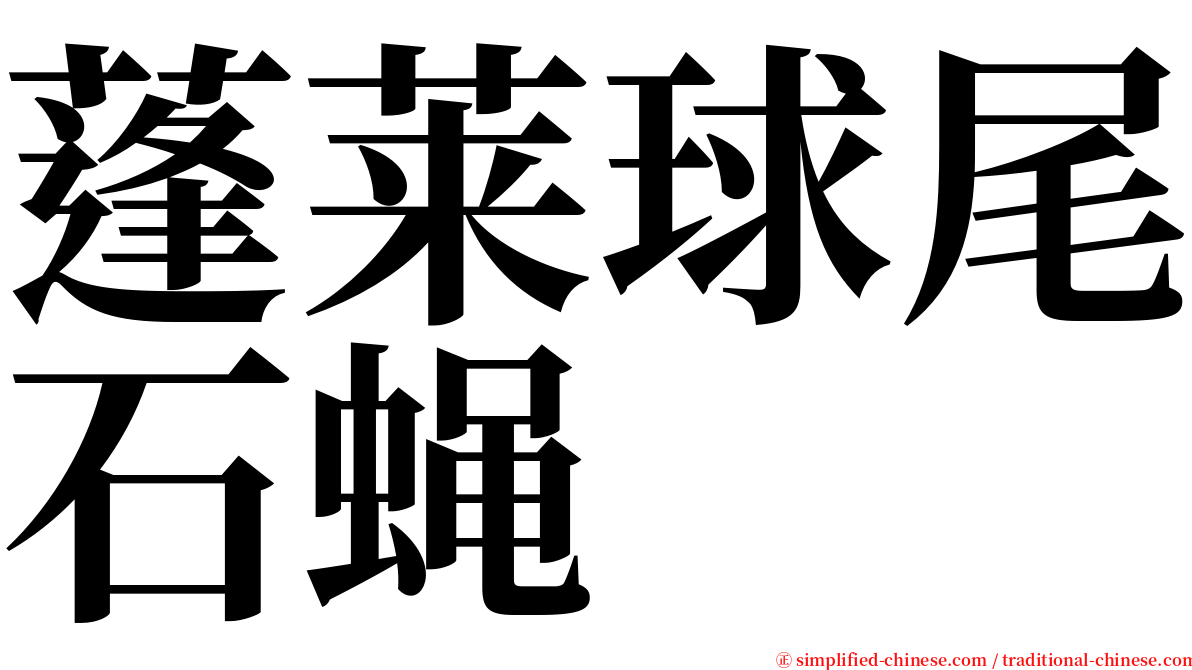 蓬莱球尾石蝇 serif font