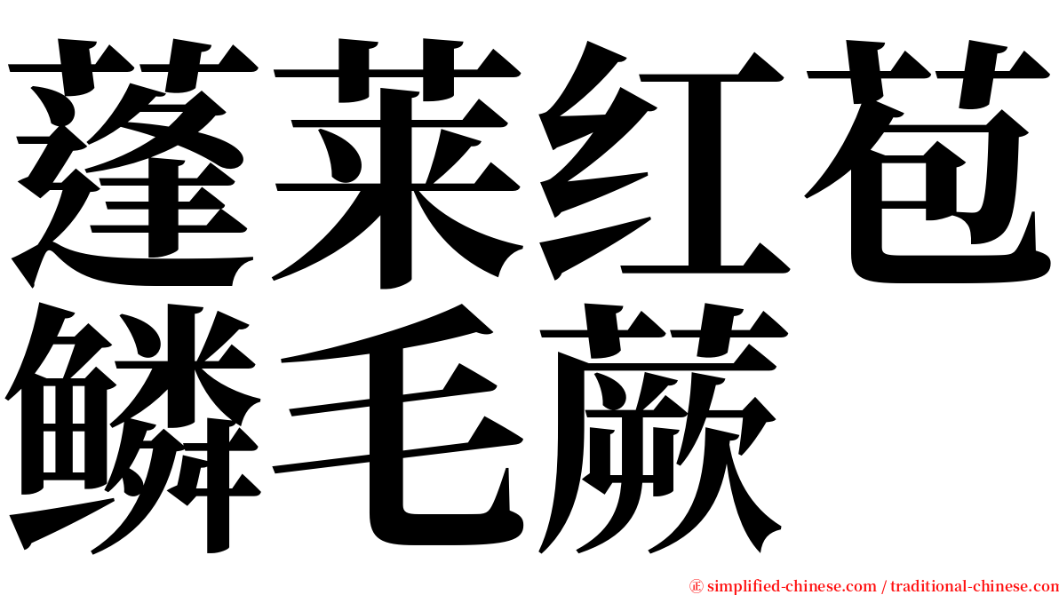 蓬莱红苞鳞毛蕨 serif font