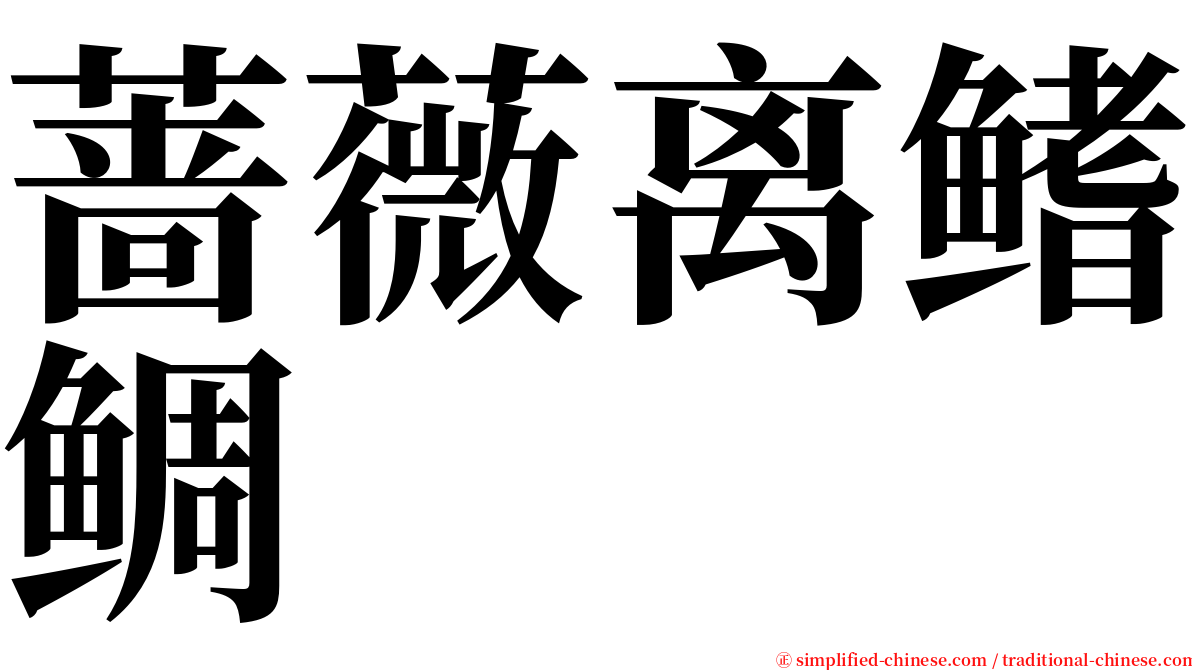 蔷薇离鳍鲷 serif font