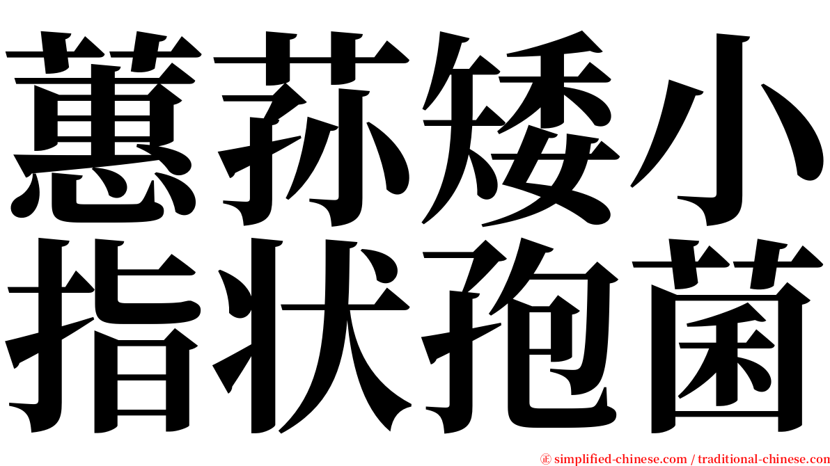 蕙荪矮小指状孢菌 serif font