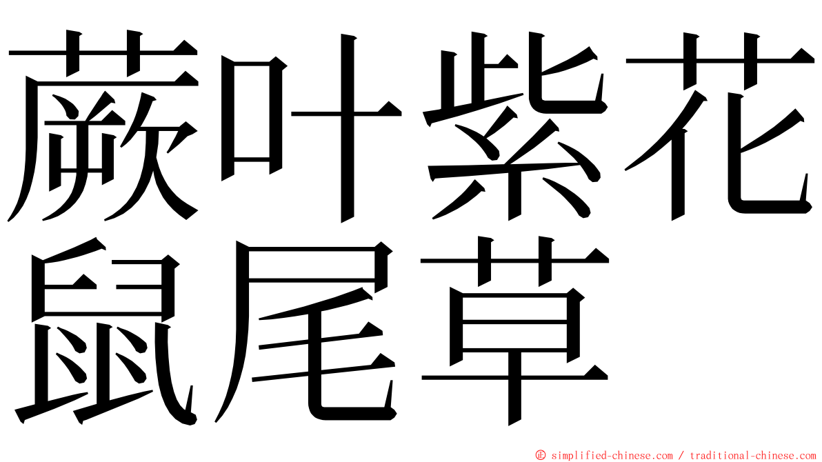 蕨叶紫花鼠尾草 ming font