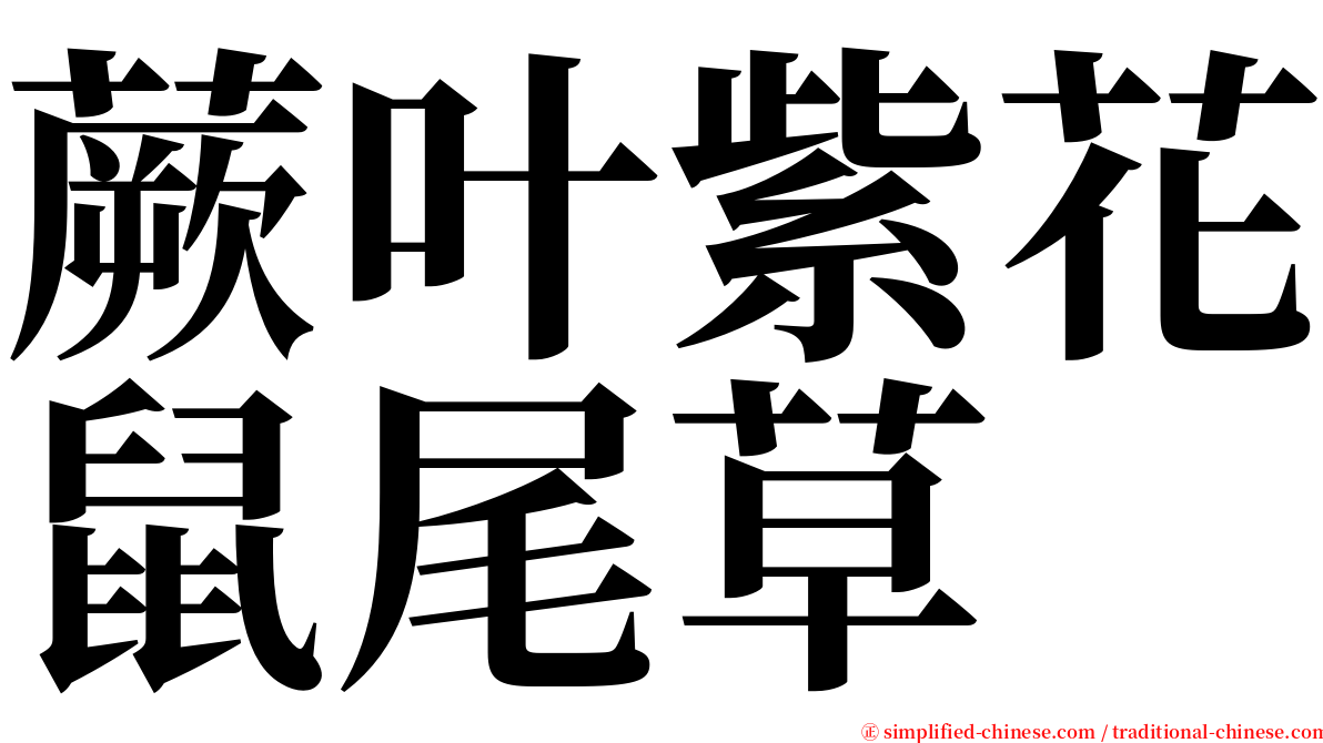 蕨叶紫花鼠尾草 serif font