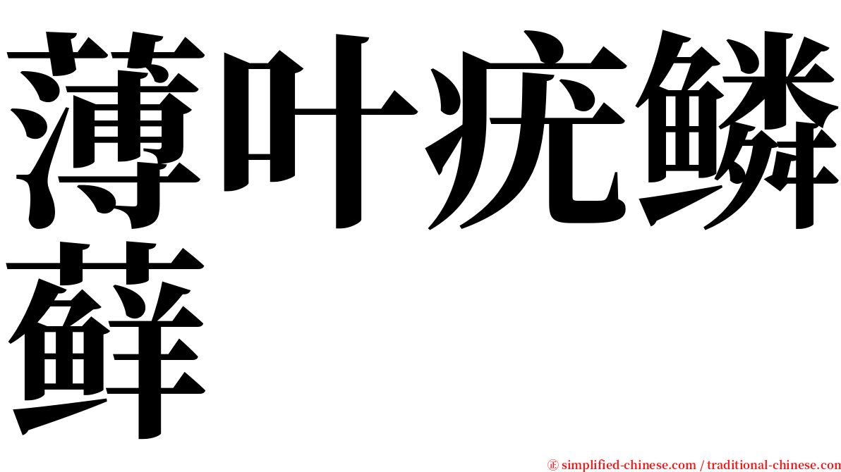 薄叶疣鳞藓 serif font