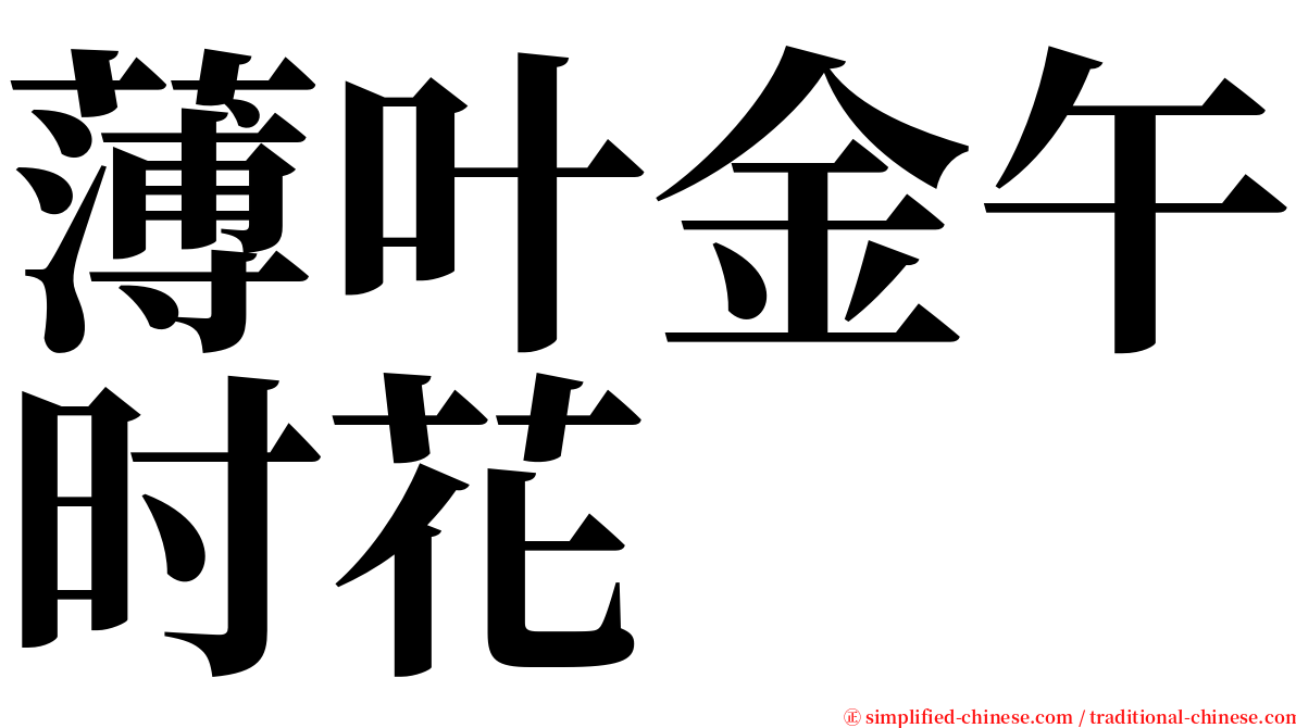 薄叶金午时花 serif font