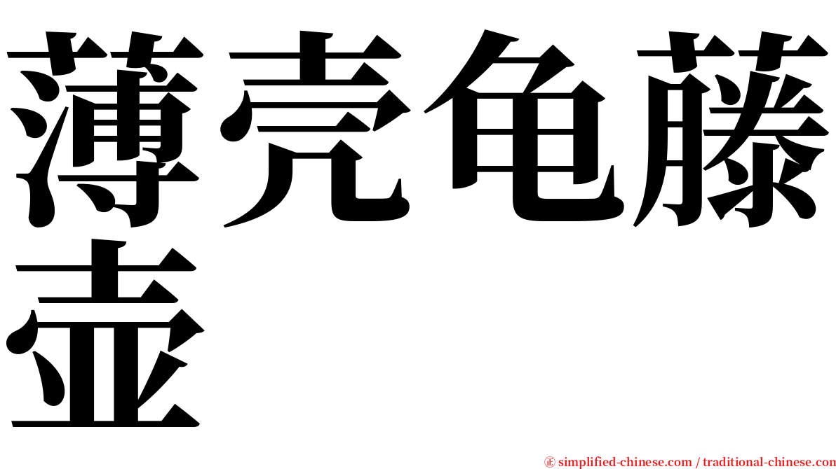 薄壳龟藤壶 serif font