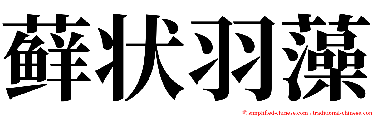 藓状羽藻 serif font