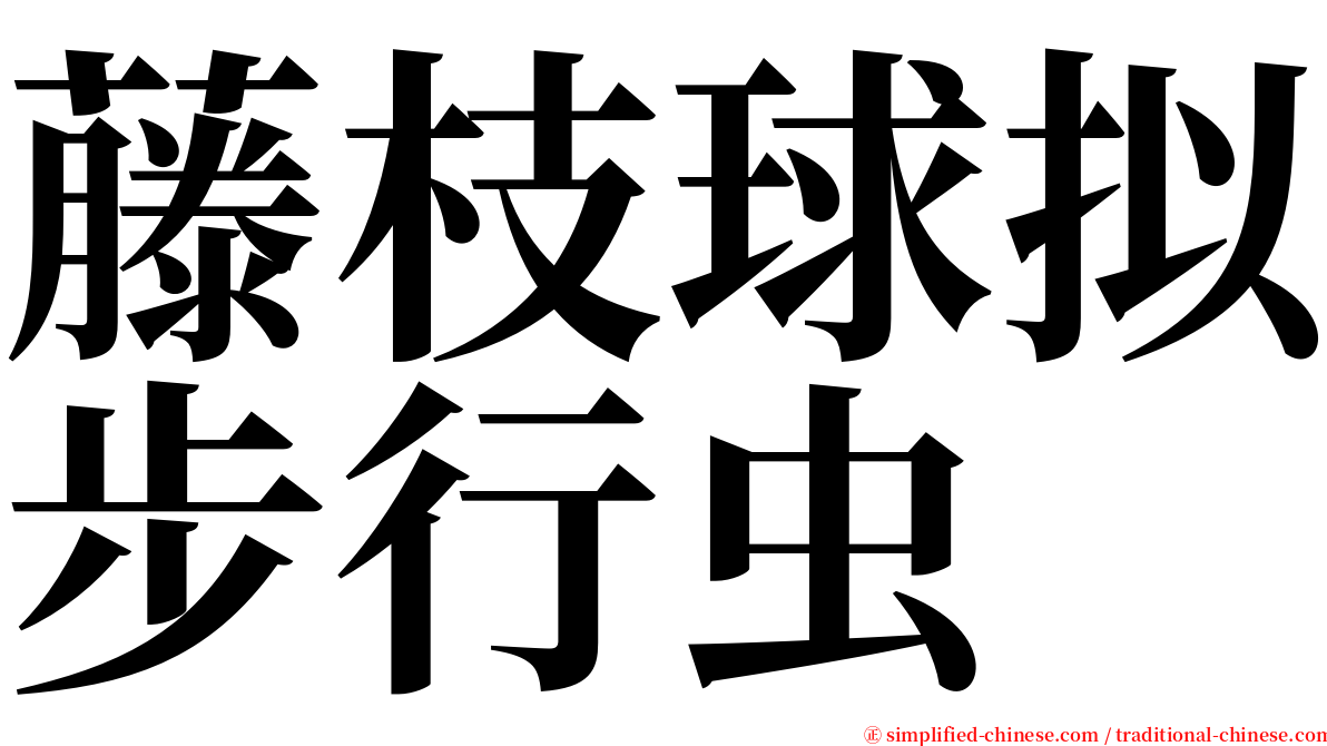 藤枝球拟步行虫 serif font