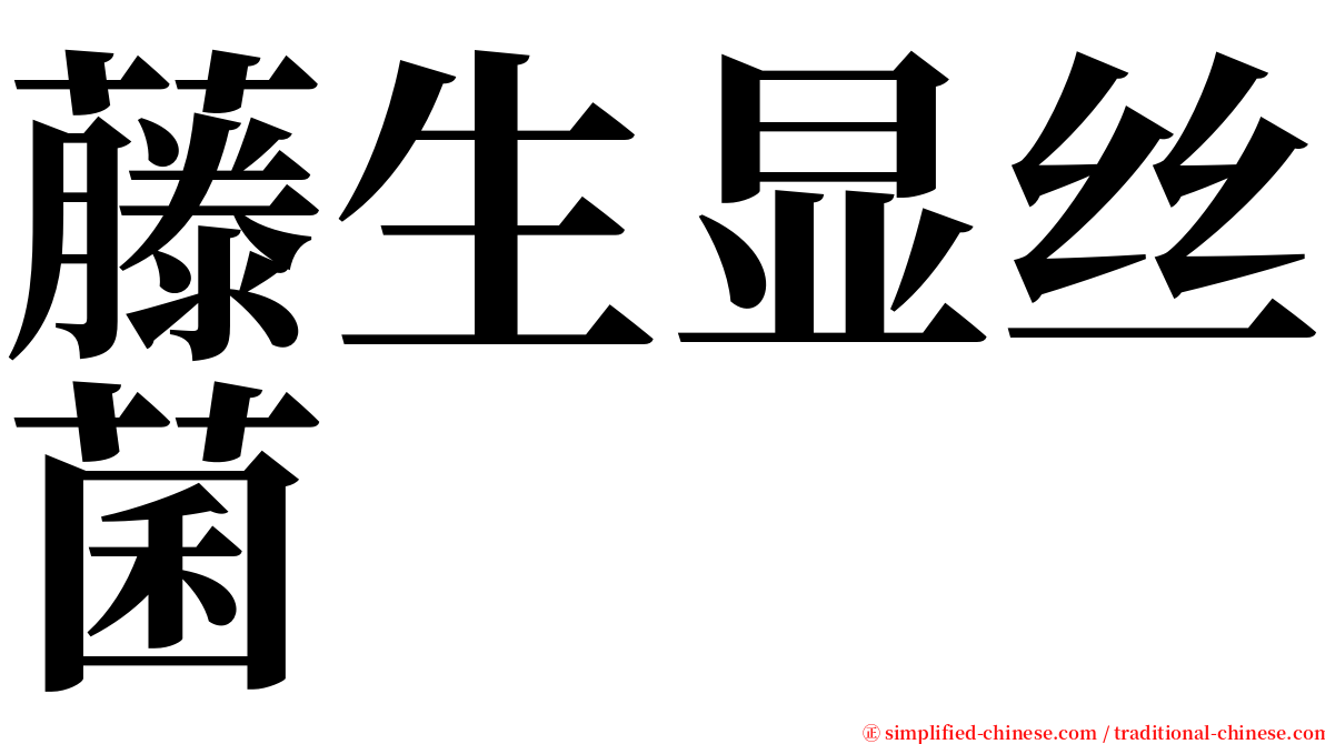 藤生显丝菌 serif font