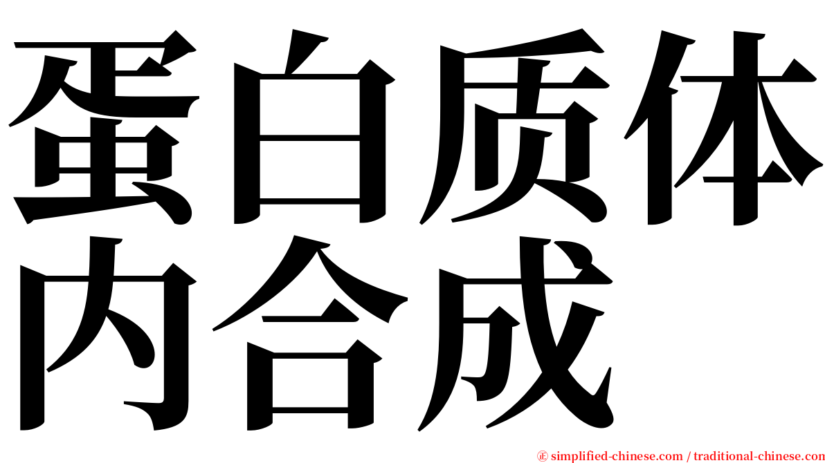 蛋白质体内合成 serif font