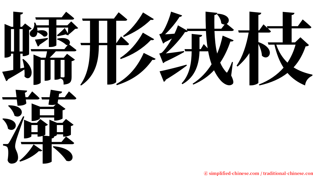 蠕形绒枝藻 serif font