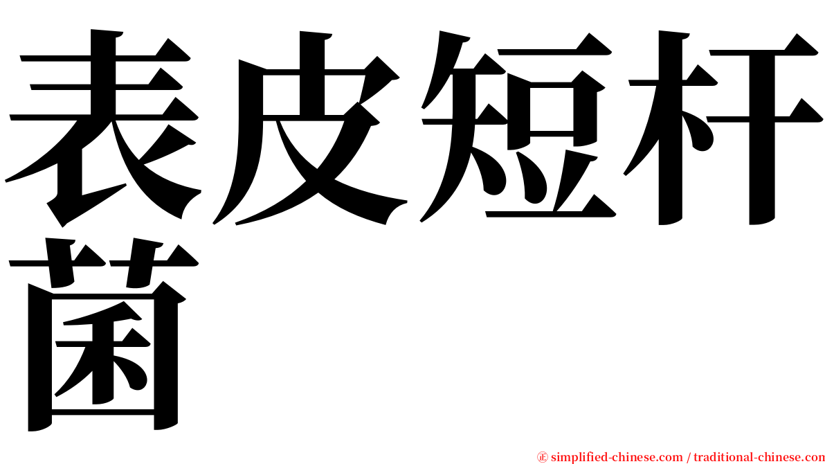 表皮短杆菌 serif font