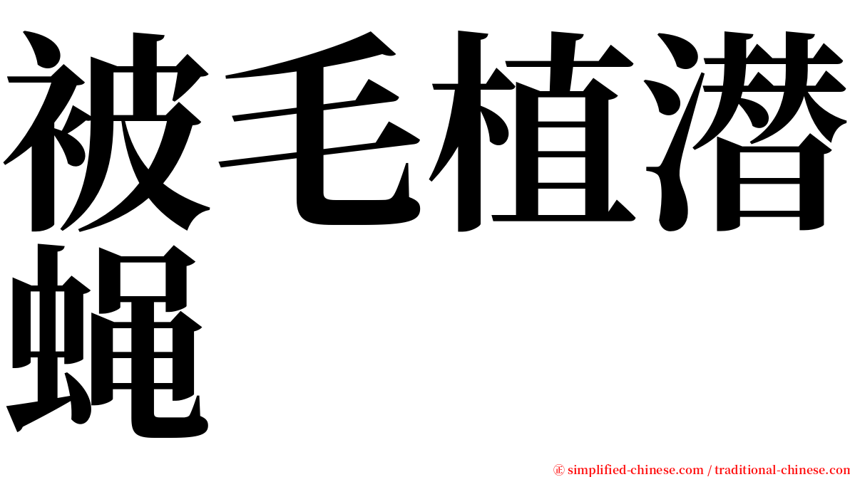 被毛植潜蝇 serif font